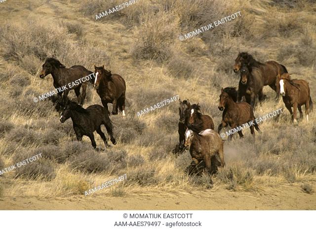 Wild Mustangs, Horses running, Red Desert, WY