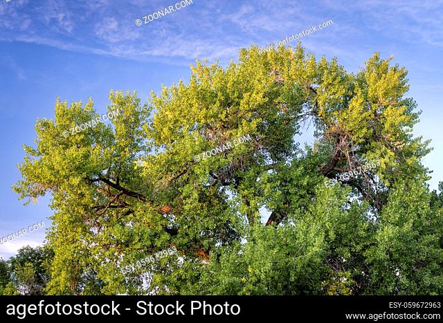 Giant cottonwood tree is starting to turn gold in early fall and sunset light, native to Colorado Plains, also the State tree of Wyoming, Nebraska, and Kansas