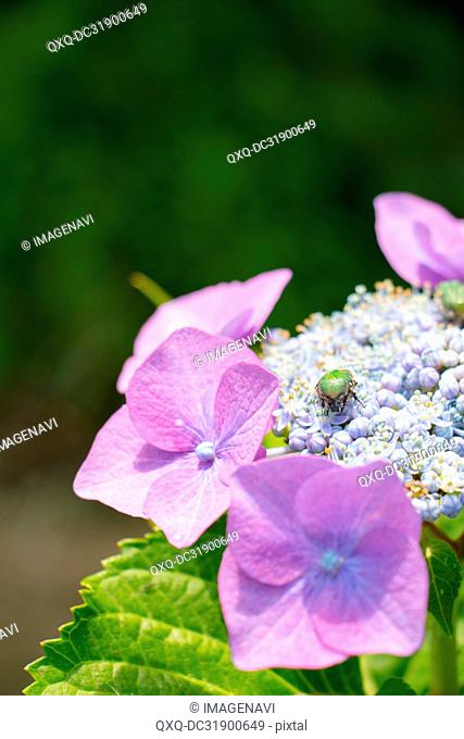Hydrangea and Flower chafer