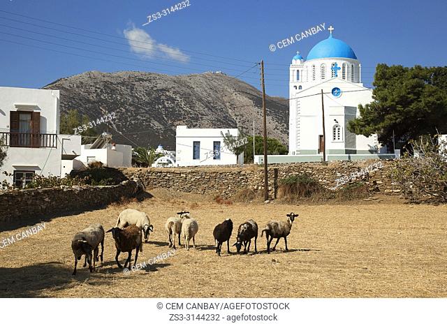 View to the Panagia Zoodohos Pigi Church in Kato Petali village with the sheeps in the foreground, Sifnos Island, Cyclades Islands, Greek Islands, Greece
