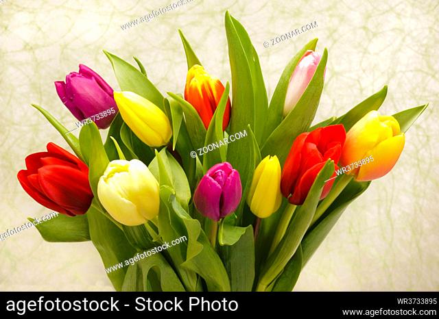 beautiful bunch of tulip flowers