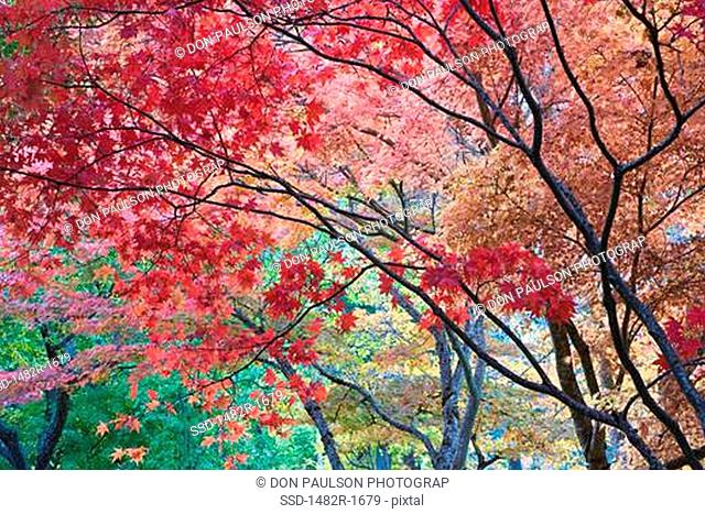 Trees in a park, Lithia Park, Ashland, Oregon, USA