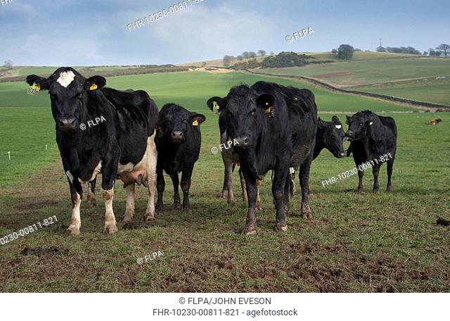 Domestic Cattle, Jersey cross Black and White dairy cows, herd strip grazing in pasture, farmed on New Zealand system, Dumfries, Scotland, march