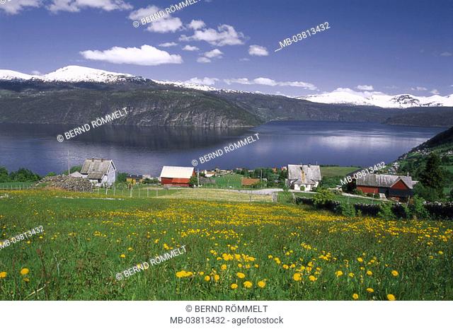 Norway, Sogn of og Fjordane,  Gloppenfjord, shores, houses,   Scandinavia, west Norway, nature, landscape, fjord shores, residences, typically, idylls, meadow