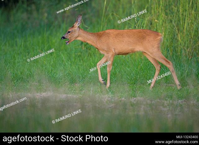 Roe Deer, Capreolus capreolus