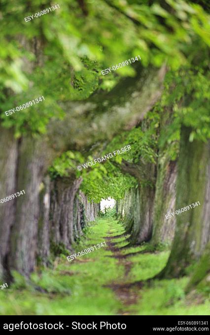 tree-lined footpath with diminishing perspective