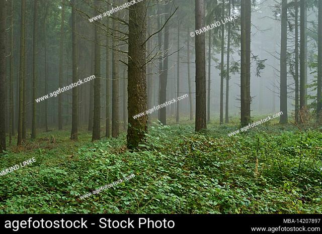 Coniferous forest, spruce, fir, damp, fog, morning, Mönchberg, Spessart, Bavaria, Germany
