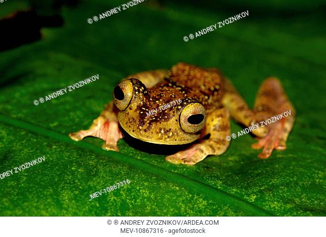 A Harlequin Tree Frog climbs up a leaf of a ginger-plant (Rhacophorus pardalis (Gunther)). rainforest of river Danum Valley Conservation Area, Sabah, Borneo