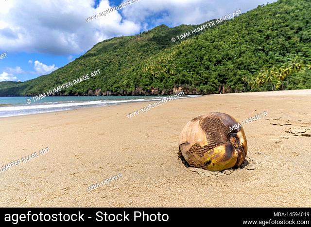 North America, Caribbean, Greater Antilles, Hispaniola Island, Dominican Republic, Sama, El Valle, Coconut on the beach Playa El Valle