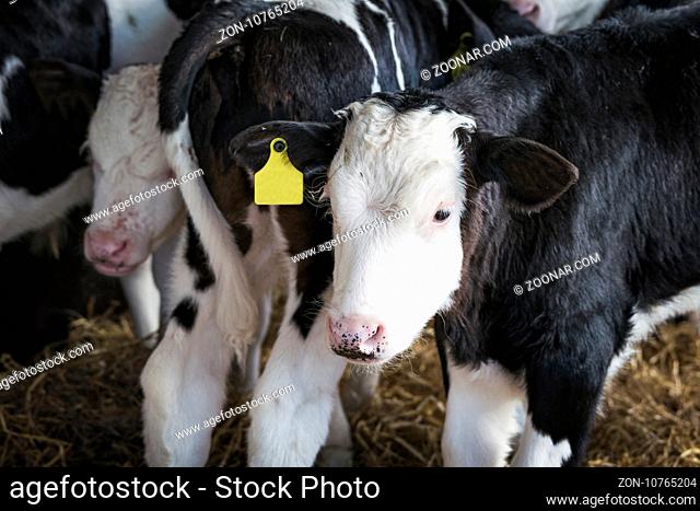 Calfs in a small stable with little place on a rural farm with cattle