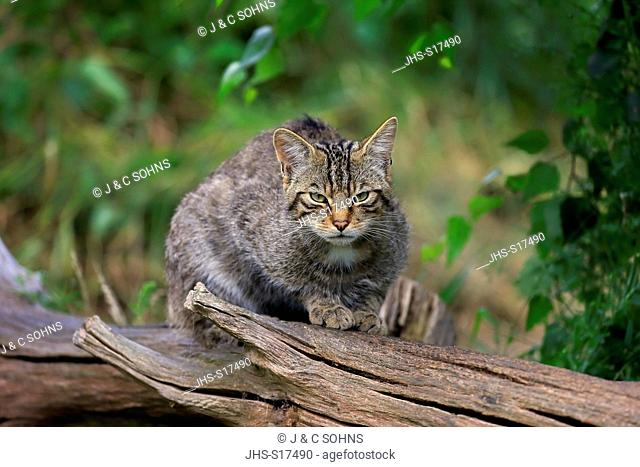 Scottish Wildcat, (Felis silvestris silvestris), adult alert, Surrey, England, Europe