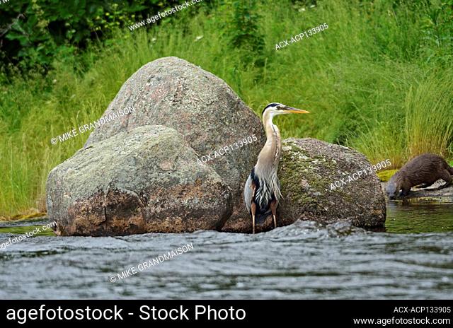 Great blue heron (Ardea herodias) and river otter in background at Rainbow Falls Whiteshell Provincial Park Manitoba Canada