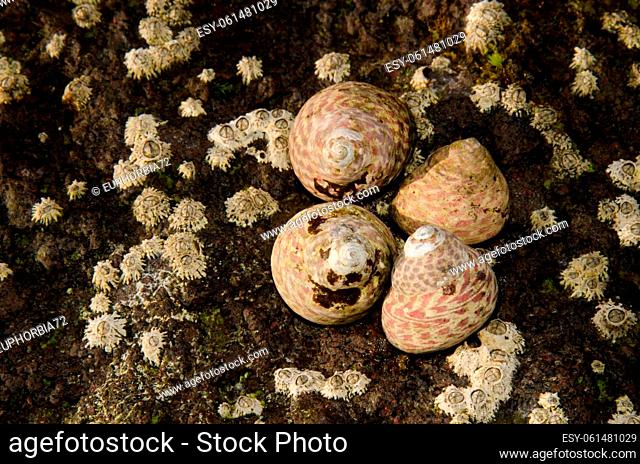 Sea snails Phorcus atratus and poli's stellate barnacles Chthamalus stellatus. Sardina del Norte. Galdar. Gran Canaria. Canary Islands. Spain