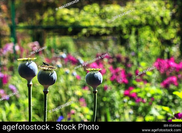 Three poppy (Papaver) in a flowerbed, Claude Monet garden in summer, Giverny, Eure department, Upper Normandy, France, Europe
