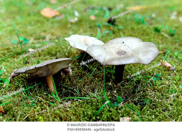 Melanoleuca brevipes in Forst, Germany, 11 April 2017. Photo: Maurizio Gambarini/dpa | usage worldwide. - Forst/Brandenburg/Germany