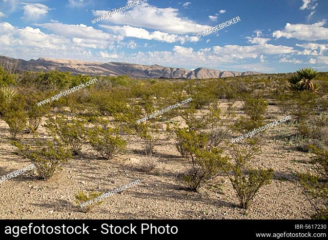 Creosote Bush (Larrea tridentata) habit, growing in typical evenly spaced colony, Dagger Flats, Big Bend N. P. Chihuahuan Desert, Texas (U.) S. A