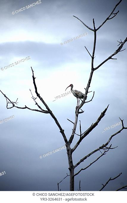 A bird perchs on a tree branch in Yucatan, Mexico, June 21, 2009