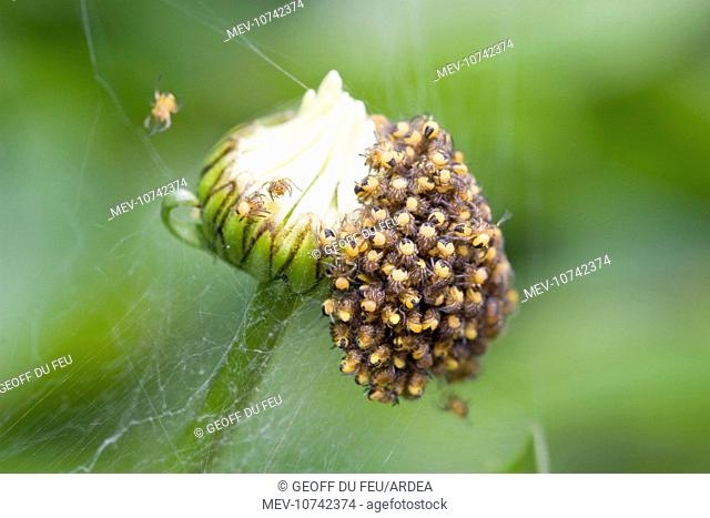 Garden Spider - spiderlings newly hatched on Shasta Daisy flower bud. (Araneus diadematus)