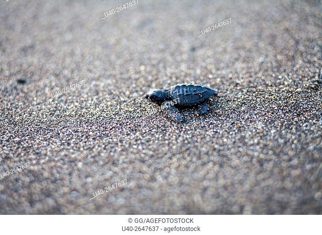 Guatemala, baby sea turtle going to the ocean