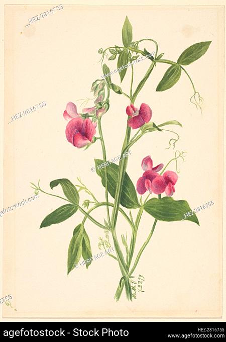 (Untitled--Flower Study), 1879. Creator: Mary Vaux Walcott