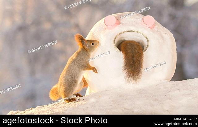 red squirrels beside a snowmans head with another in the mouth with the tail out