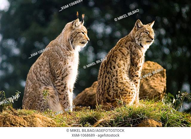 Eurasian lynx Lynx lynx. Park of Nature . Cabarceno, Cantabria, Spain