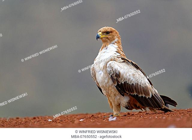 Tawny eagle, very bright phase, on the ground, Kwazulu-Natal, South Africa