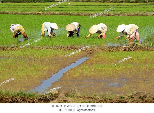 People working in a rice field near Hoi An, Vietnam