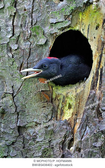 black woodpecker (Dryocopus martius), squeeker looking out of the den, Germany