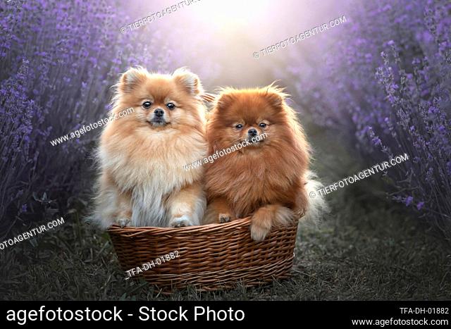2 Pomeranian