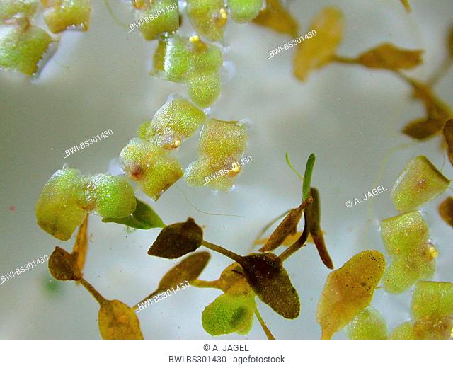 ivy-leaved duckweed, star duckweed (Lemna trisulca), blooming, Germany