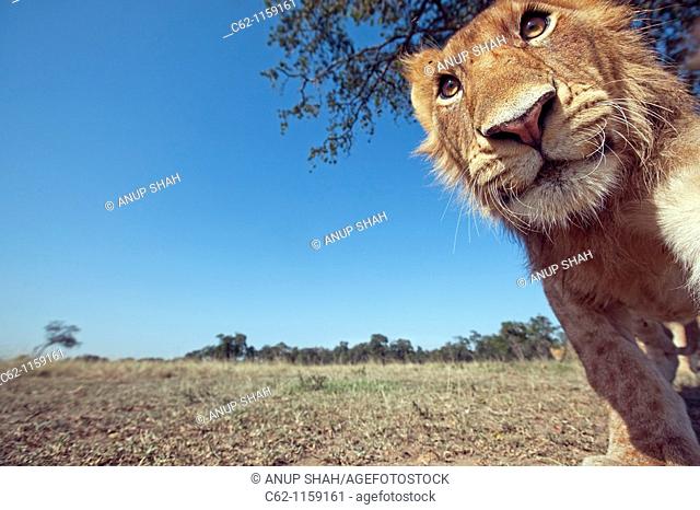 Lion (Panthera leo) adolescent male approaching with curiosity -wide angle perspective-, Maasai Mara National Reserve, Kenya