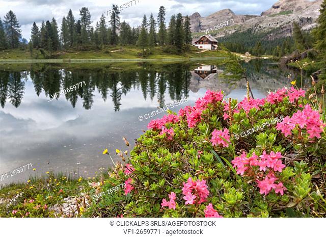 Europe, Italy, Veneto, Belluno. Blooming of a rhododendron on the shores of Lake Federa, with the refuge Palmieri at Croda da Lago in the background, Dolomites
