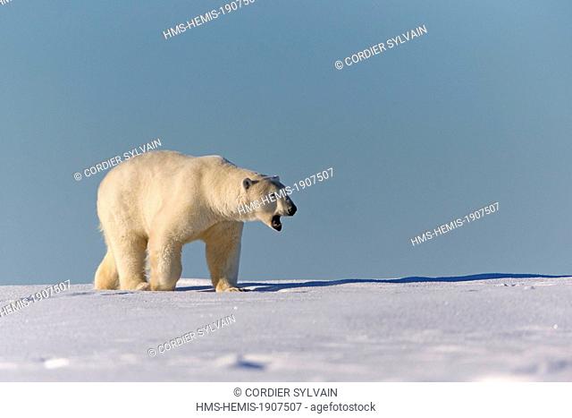 United States, Alaska, Arctic National Wildlife Refuge, Kaktovik, Polar Bear (Ursus maritimus)