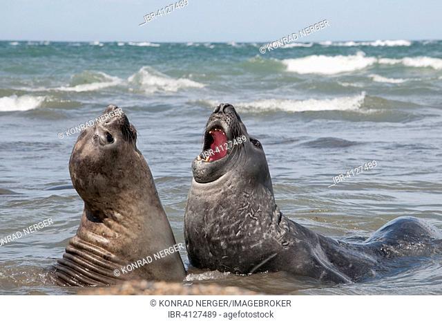 Southern elephant seals (Mirounga leonina) in a mock battle, near Punta Ninfas, Argentina