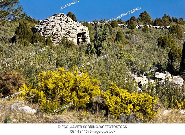 Shrub in bloom and dry stone cabin, Culla, Alt Maestrat, Castellon province, Comunidad Valenciana, Spain