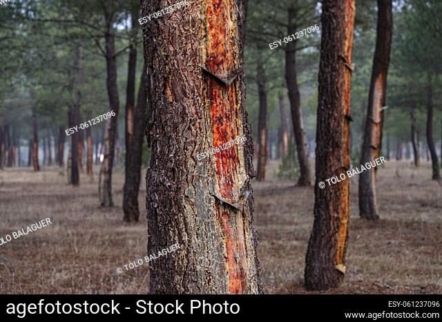 resin extraction in a Pinus pinaster forest, Montes de Coca, Segovia, Spain