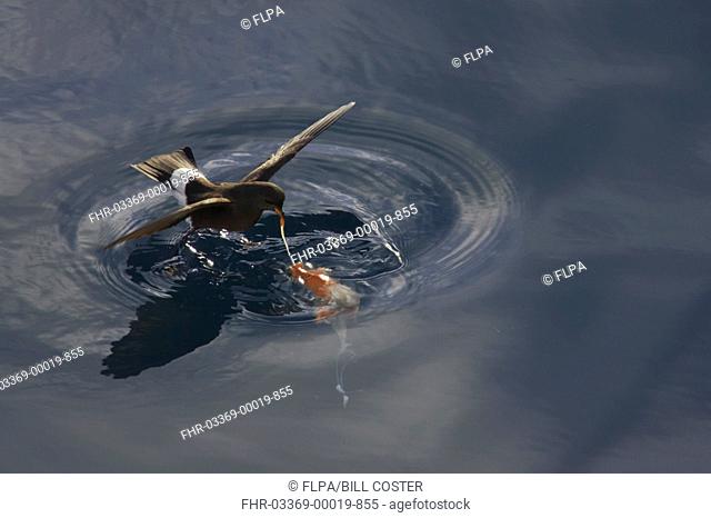 Wilsons Storm-petrel Oceanites oceanicus adult, in flight, feeding in sheltered bay, Neko Harbour, Antarctic Peninsula, Antarctica