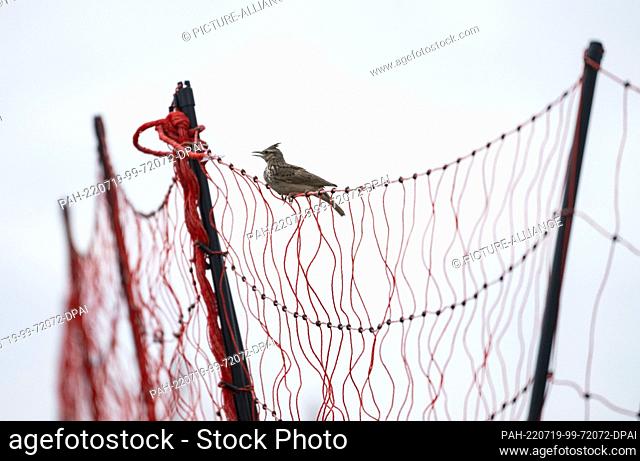 PRODUCTION - 13 July 2022, Baden-Wuerttemberg, Walldorf: A rare crested lark sits at a protective fence stretched around its breeding territory