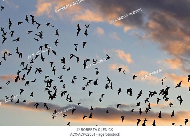 Mexican free-tailed bats (Tadarida brasiliensis), after emerging from cave, flying off at dusk to feed, Bracken Cave, Texas