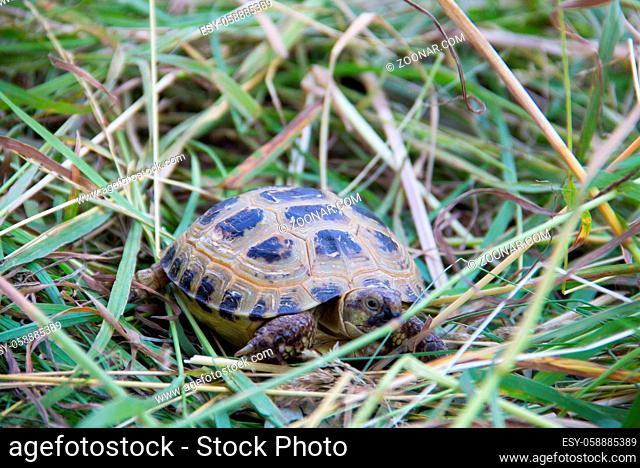 little turtle crawling in the tall grass exploring the world