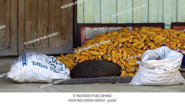 Heap of corn cobs near wall, Chiang Rai, Thailand