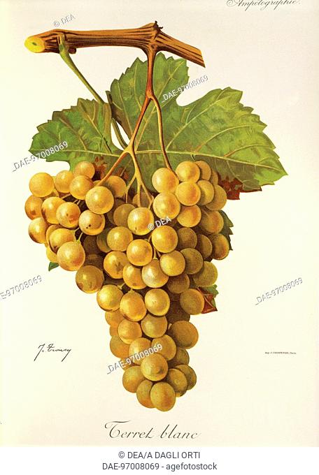 Pierre Viala (1859-1936), Victor Vermorel (1848-1927), Traite General de Viticulture. Ampelographie, 1901-1910. Tome V, plate: Terret Blanc grape