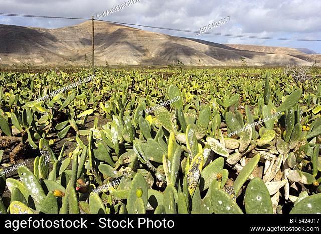 Field of cacti, Jardin de Cactus, cactus garden, Guatiza, Lanzarote, Canary Islands, Spain (Opuntia howeyi)