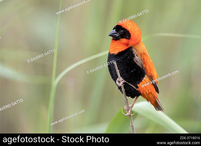 Southern Red Bishop (Euplectes orix), side view of an adult male in breeding plumage perched on a a stem, Western Cape, South Africa