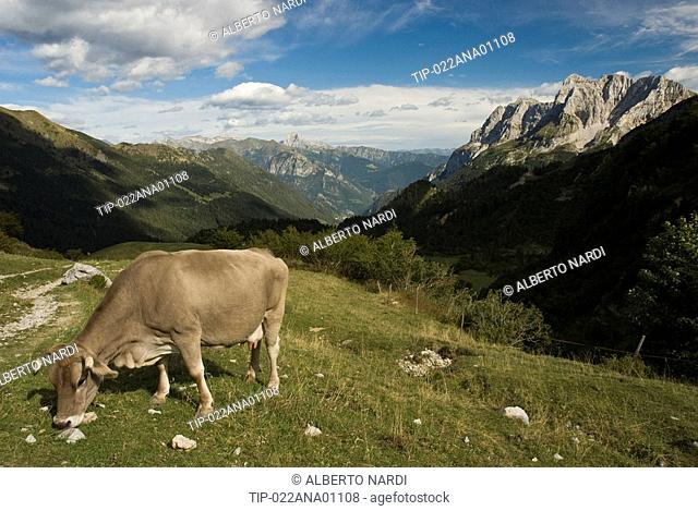 Italy, Lombardy, Orobie regional park, Alpe Nevel, Valle della Corte, Pizzo del Verem, Cima del Fop, Sullo sfondo la Presolana, cow on alps pasture
