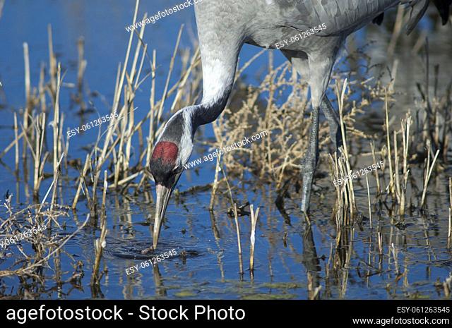 Common crane (Grus grus) in a lagoon. Gallocanta Lagoon Natural Reserve. Aragon. Spain