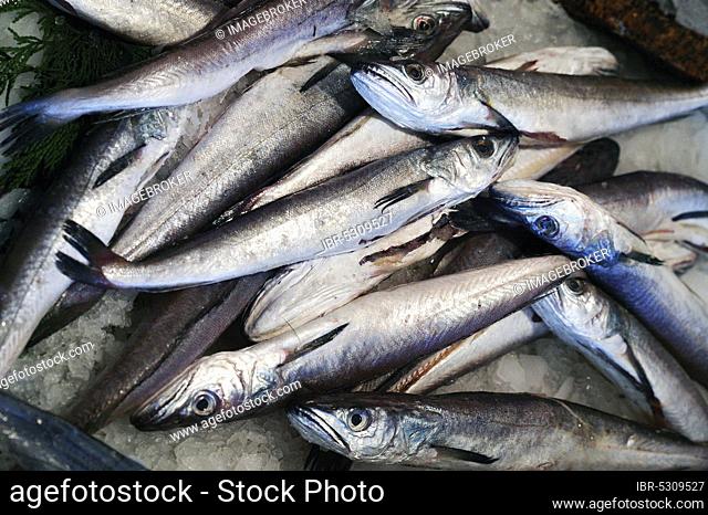 Atlantic sardine, European pilchard, Atlantic sardines, European pilchards (sardina pilchardus), Sardine, Sardines, Other animals, Fish, Animals