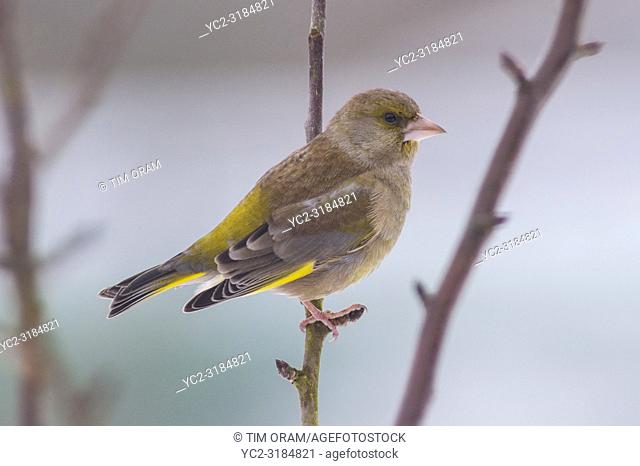 A male Greenfinch (Carduelis chloris) feeding in freezing conditions in a Norfolk garden