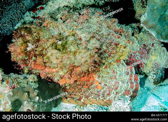 Reef stonefish (Synanceia verrucosa), Red Sea